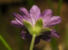 Geranium pyrenaicum Burm.f. Geranium pyrenaicum Burm.f.