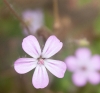 Geranium robertianum L.