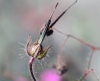 Geranium robertianum L.