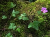 Geranium robertianum L.