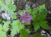Geranium robertianum L.
