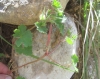 Geranium rotundifolium L.