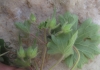Geranium rotundifolium L.