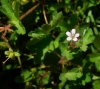 Geranium rotundifolium L.