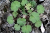 Geranium rotundifolium L.