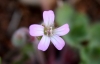 Geranium rotundifolium L.