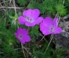 Geranium sanguineum L.
