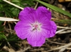 Geranium sanguineum L.
