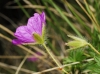 Geranium sanguineum L.