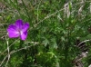 Geranium sanguineum L.