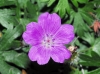 Geranium sanguineum L.