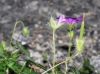 Geranium sanguineum L.