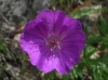 Geranium sanguineum L.