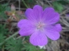 Geranium sanguineum L.