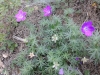 Geranium sanguineum L.