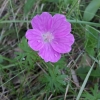 Geranium sanguineum L.