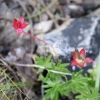 Geranium sanguineum L.