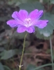 Geranium sanguineum L.