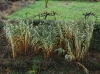 Arundo donax ? 1/2