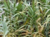Arundo donax ? 2/2