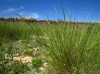 Brachypodium phoenicoides 1d2