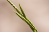 Brachypodium retusum 1/3