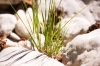 Brachypodium retusum 2/3