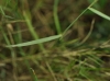Brachypodium retusum ? 2d2