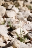 Brachypodium retusum 3/3