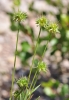 Echinaria capitata (L.) Desf.