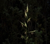 Helictochloa bromoides (Gouan) Romero Zarco