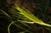Hordeum leporinum