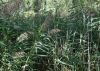 Phragmites australis (Cav.) Trin. ex Steud.