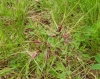 Poa bulbosa L. subsp. bulbosa