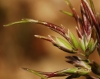 Poa bulbosa L. subsp. bulbosa