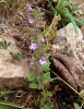 Acinos alpinus (L.) Moench