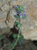 Acinos alpinus (L.) Moench