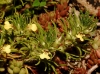 Ajuga chamaephitys (L.) Schreb.