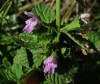 Ballota nigra L.