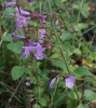 Calamintha nepeta (L.) Savi