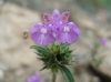 Galeopsis ladanum ? 1/2 Galeopsis ladanum ? 1/2