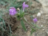 Galeopsis ladanum ? 2/2 Galeopsis ladanum ? 2/2