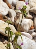 Galeopsis ladanum L. Galeopsis ladanum L.