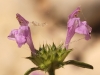Galeopsis ladanum L. Galeopsis ladanum L.