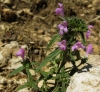Galeopsis ladanum L. subsp. angustifolia (Ehrh. ex Hoffm.) Celak.