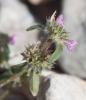 Galeopsis ladanum a confirmar 1/3 Galeopsis ladanum a confirmar 1/3