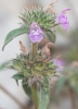 Galeopsis ladanum a confirmar 2/3 Galeopsis ladanum a confirmar 2/3