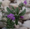 Galeopsis ladanum subsp. angustifolia (Ehrh. ex Hoffm.) Celak.