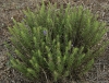 Hyssopus officinalis L.