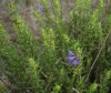 Hyssopus officinalis L.